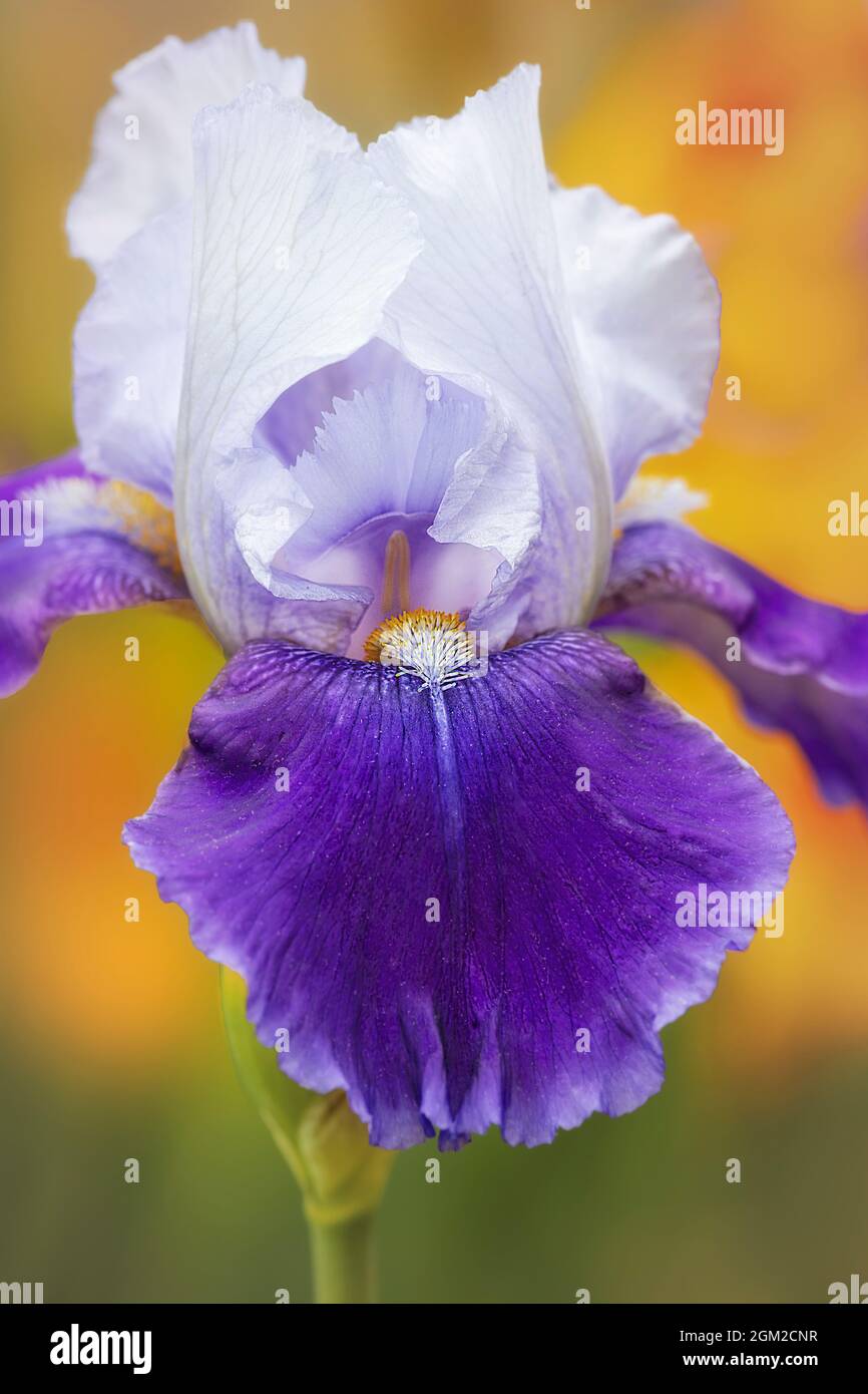 Flor de Iris Barbudo en el Jardín - La elegante flor de Iris Barbudo en color púrpura y blanco sobre un fondo de jardín floral de colores suaves. Esta imagen también lo es Foto de stock