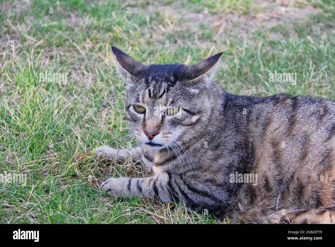 Gato Tabby adulto con expresión ligeramente desconcertada tumbado sobre hierba Foto de stock