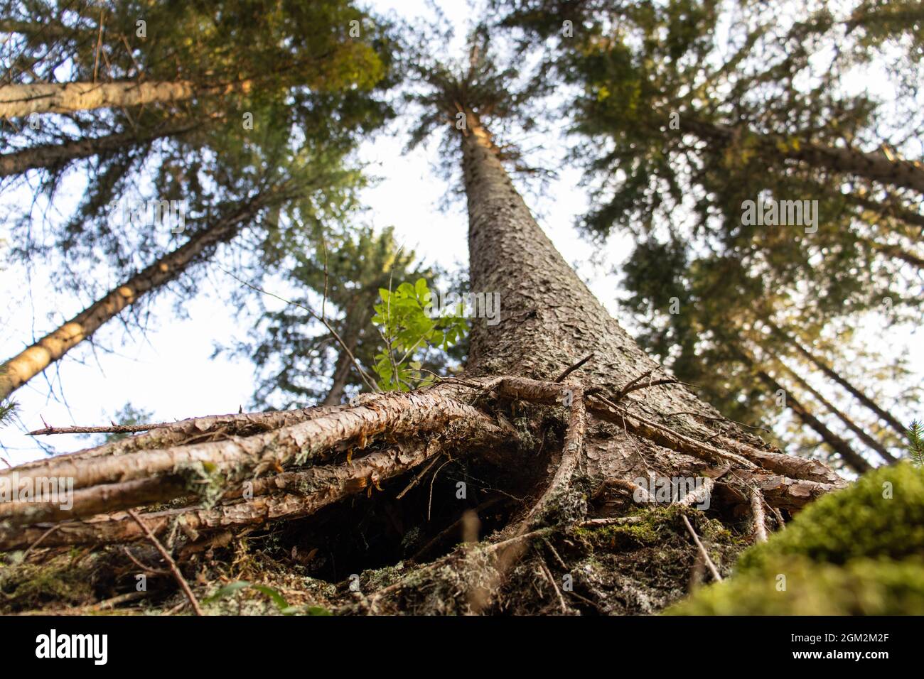 Perspectiva de la raíz del árbol - cielo desde el fondo del bosque - abajo arriba - Perspectivas alternativas Foto de stock