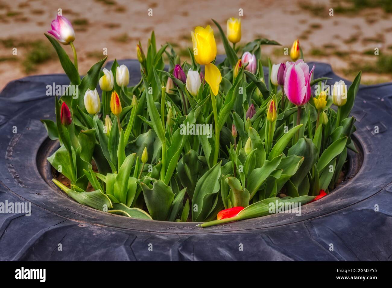 Tulipanes en un neumático - Una multitud de una variedad de tulipanes coloridos en un neumático de Goodyear utiliza como una maceta plantadora la granja. Disponible en color y en Foto de stock