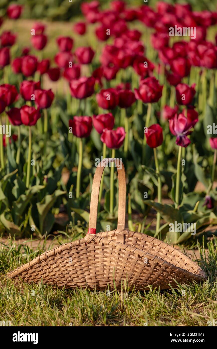 Tulipanes con una cesta de mimbre en la hierba Foto de stock