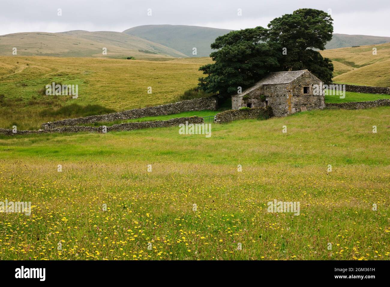 Prado de heno, granja Kilnmire, Ravenstonedale, Cumbria, Reino Unido Foto de stock