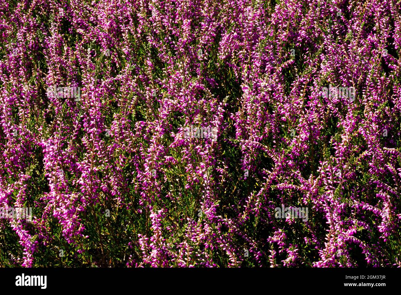 Calluna vulgaris Adrie Jardín jaspeado púrpura a finales de verano Foto de stock