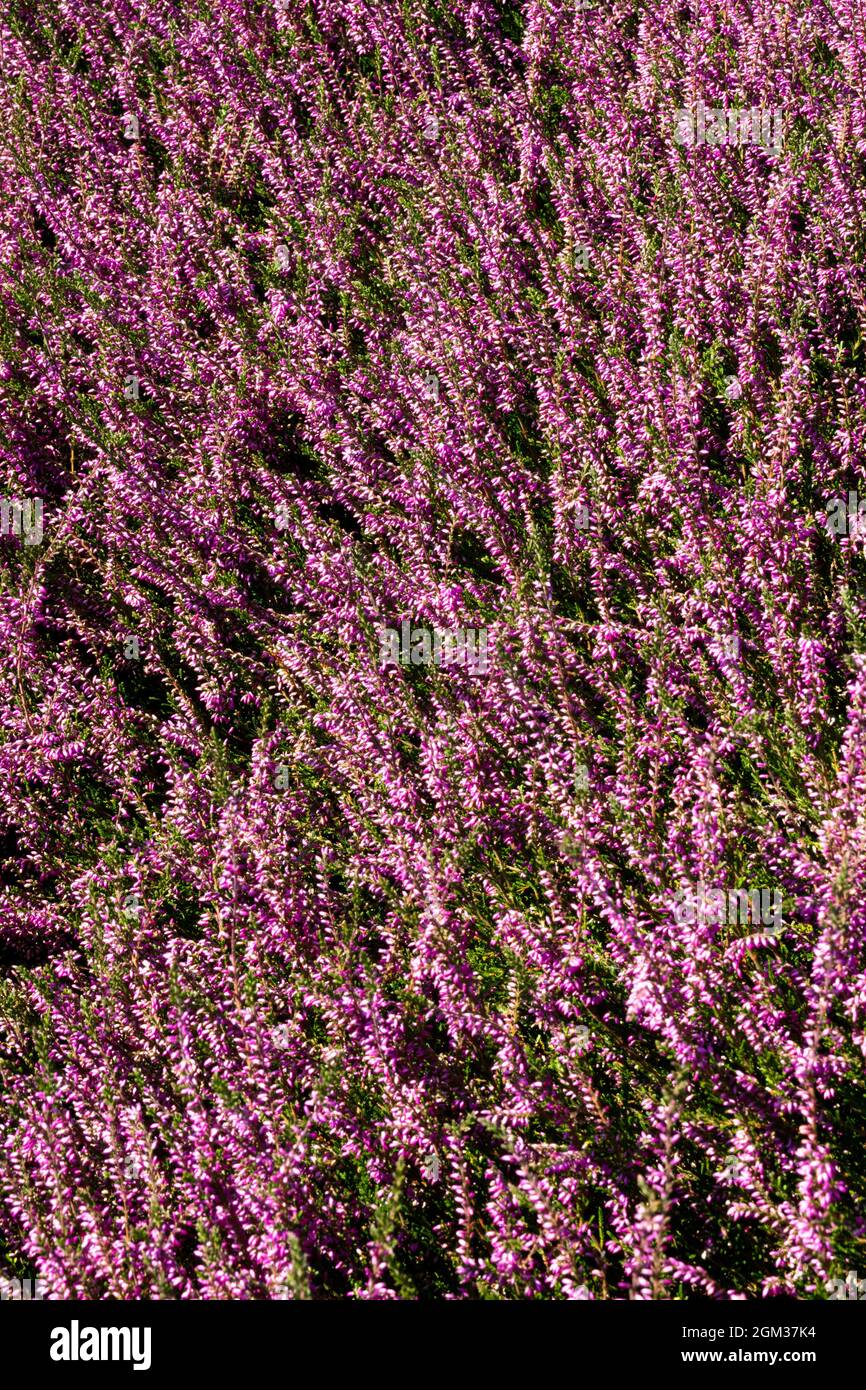 Calluna vulgaris Adrie Jardín jaspeado púrpura a finales de verano Foto de stock