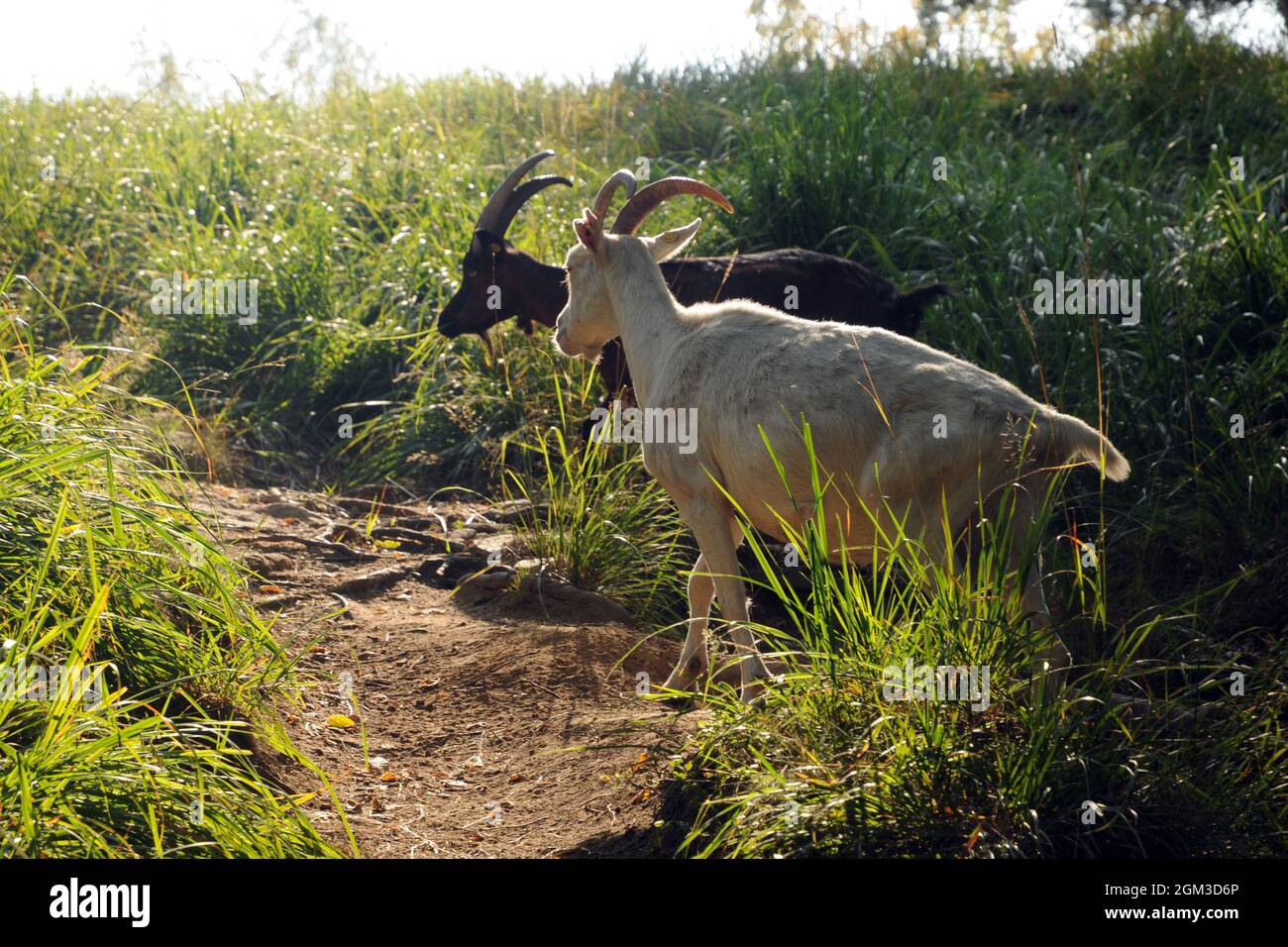 CAPRE en prossimità della cima del Monte Freidur Foto de stock