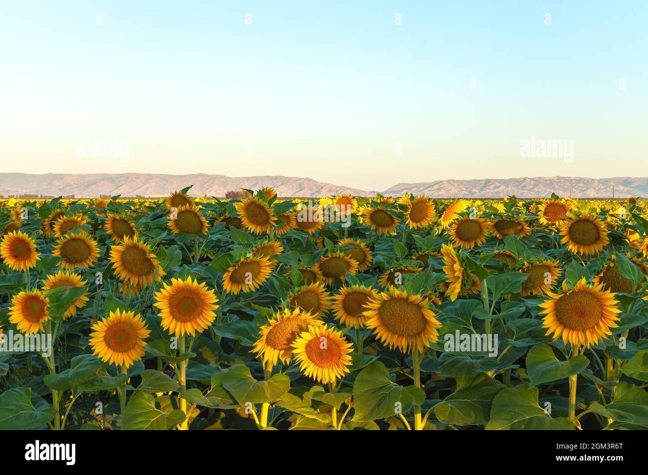 Campo de girasoles florecientes al amanecer en California Central Valley, EE.UU., a principios del verano. Foto de stock