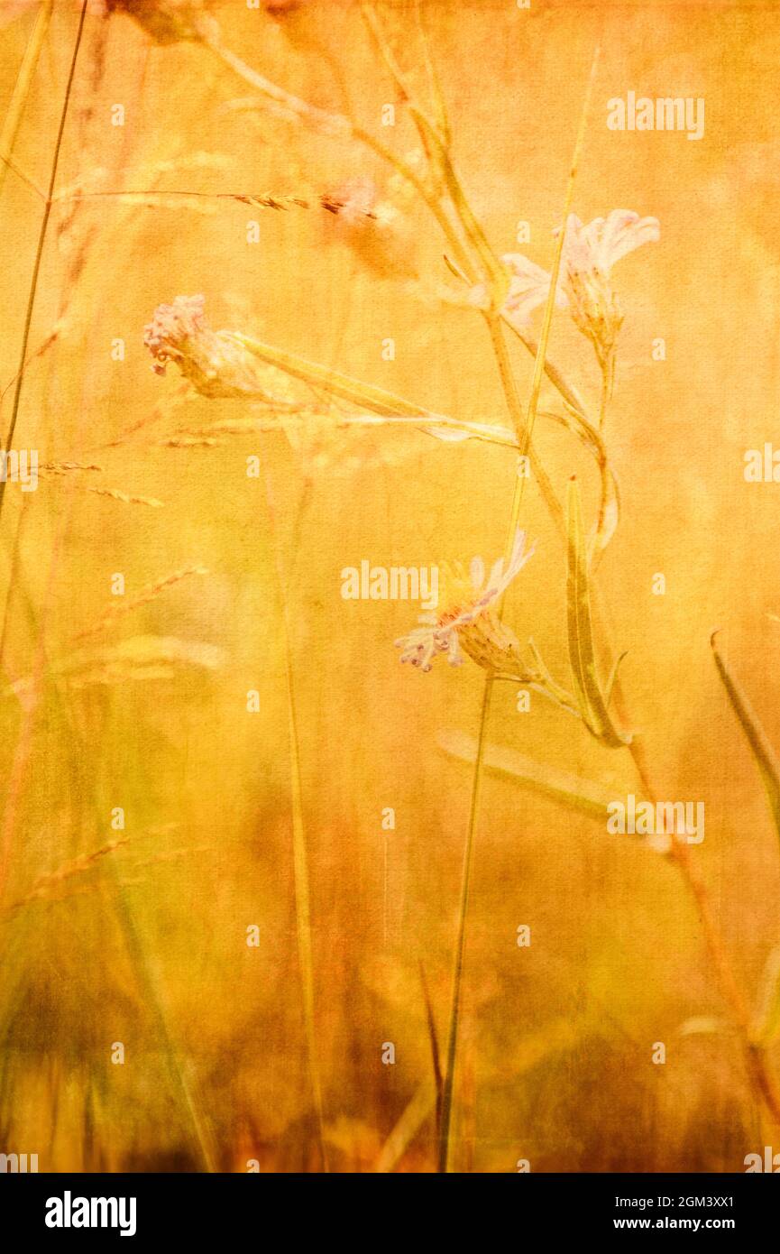Hierbas de verano con American Asters (género Symphyotrichum) Ilustración digital Foto de stock