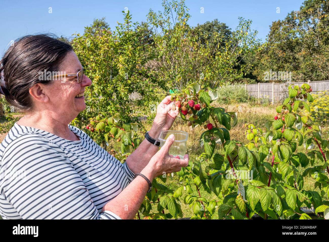 Mujer recogiendo frambuesas de bastones de frambuesa en un jardín de Norfolk. Foto de stock