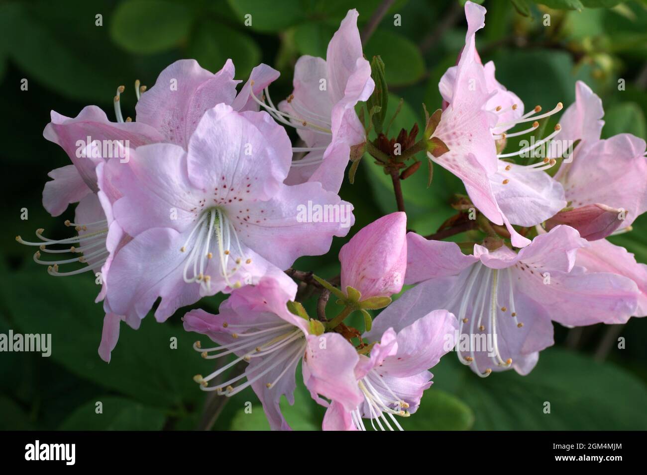 Rhododendron schlippenbachii es una especie de rododendro. Flores rosadas sobre fondo verde. Foto de stock