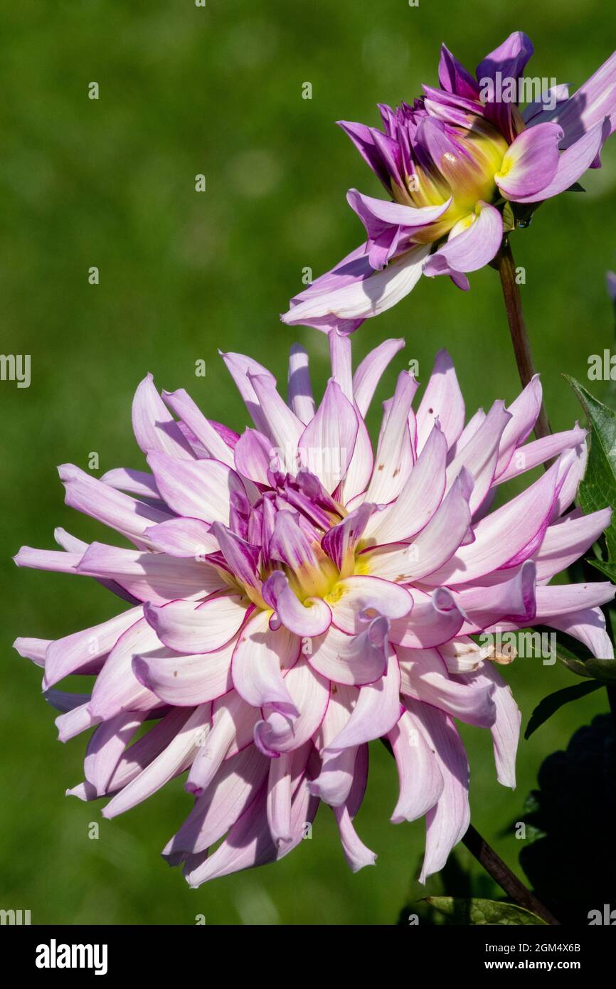 Flor de sabana fotografías e imágenes de alta resolución - Alamy