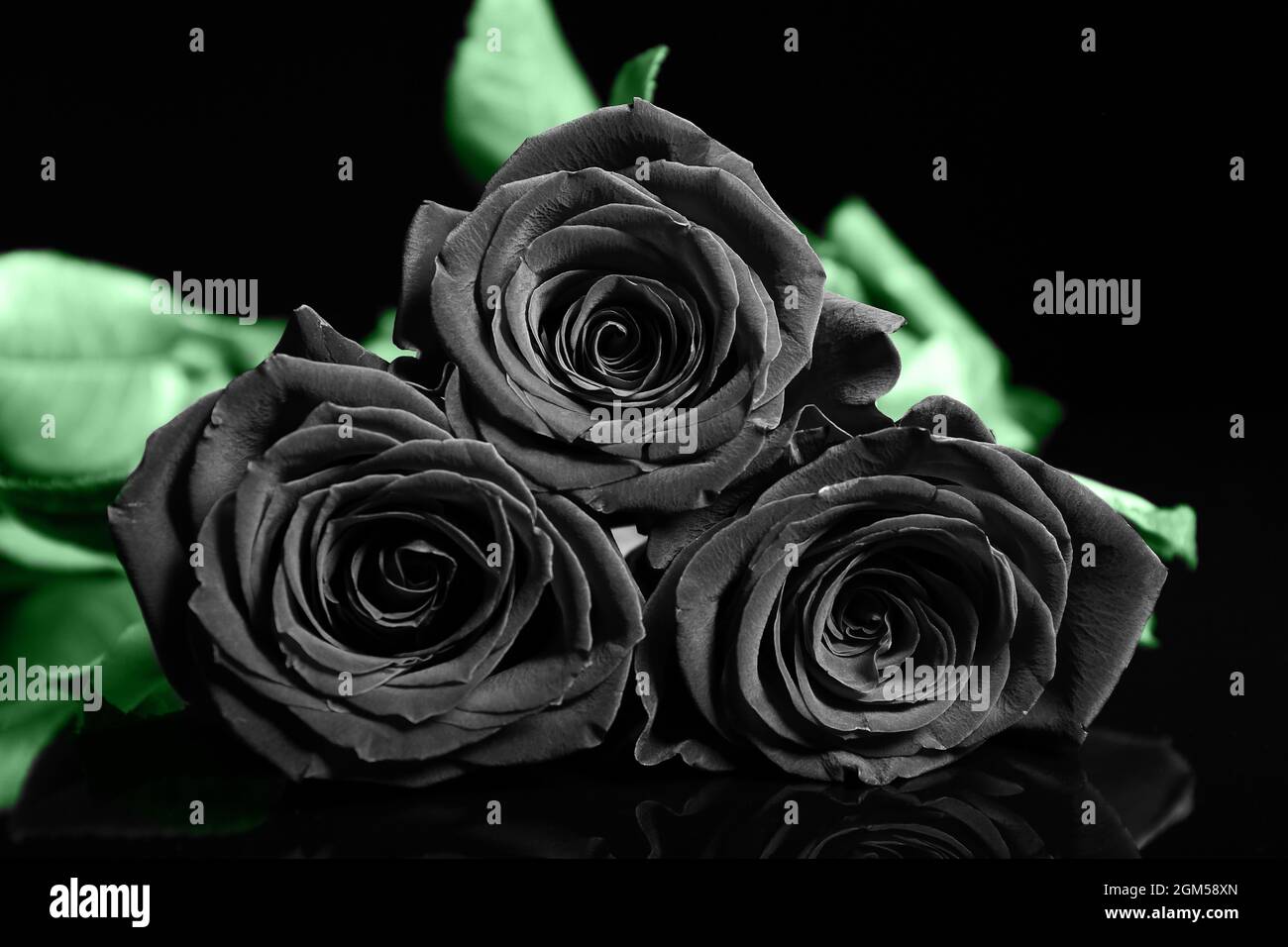 Hermosas rosas negras sobre fondo oscuro Fotografía de stock - Alamy