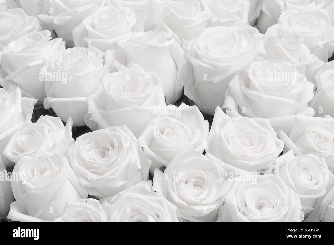 Fondo Rosa Blanca, Invitación de Boda Rosas Blancas Fotografía de stock -  Alamy