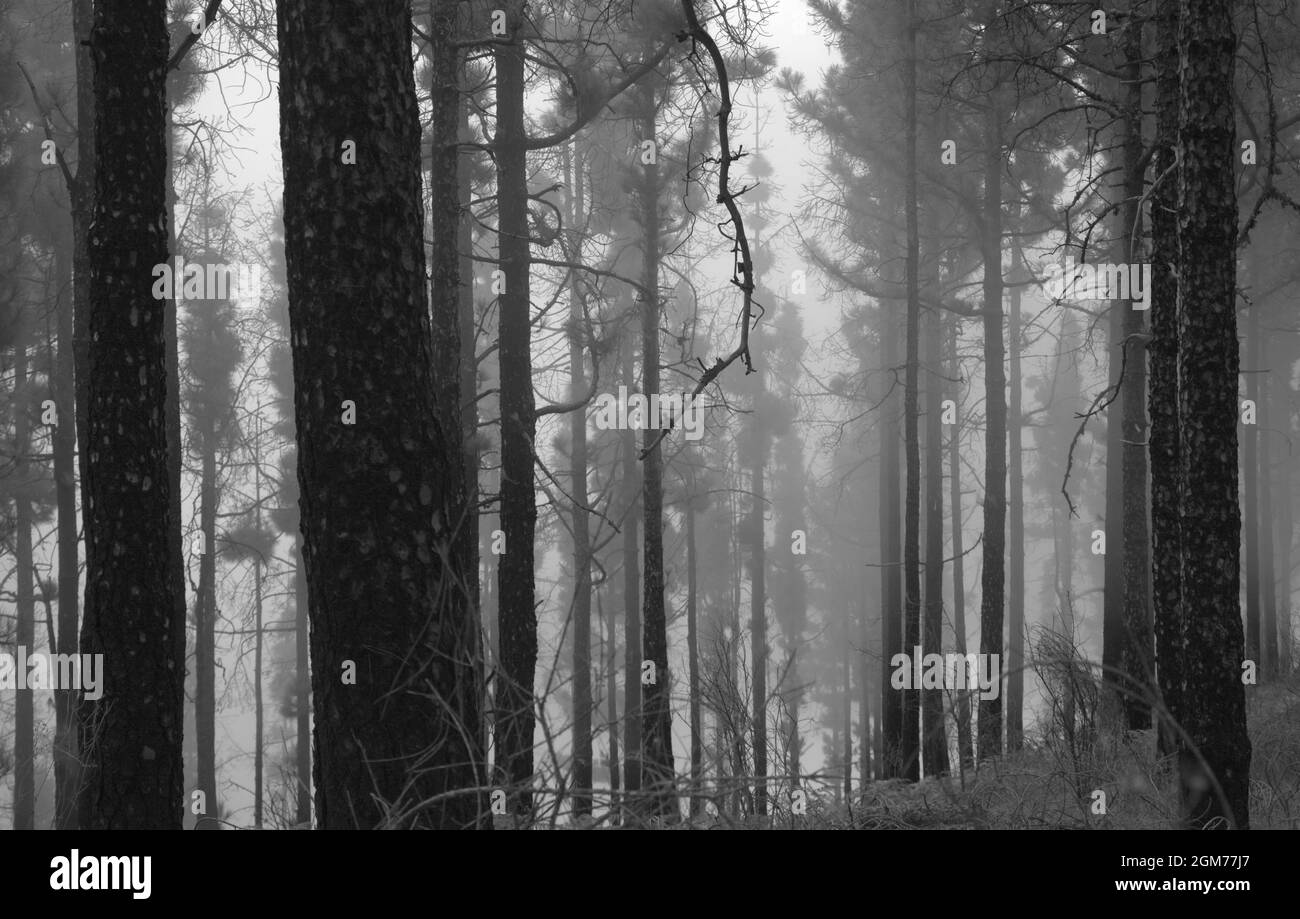 Flora de Gran Canaria - Pinus canariensis, pino canario resistente al fuego, capaz de recuperarse después de un incendio forestal, fondo natural macro floral Foto de stock