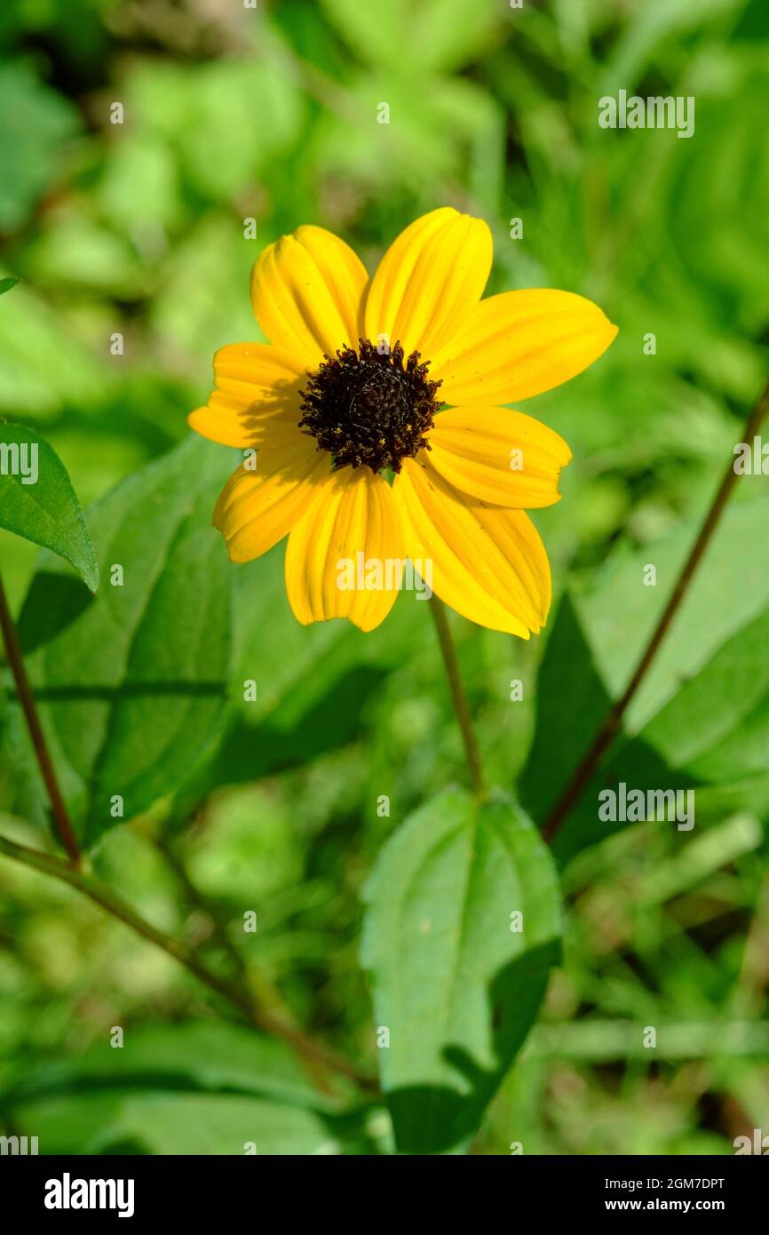 Hoja de tres lóbulos fotografías e imágenes de alta resolución Alamy