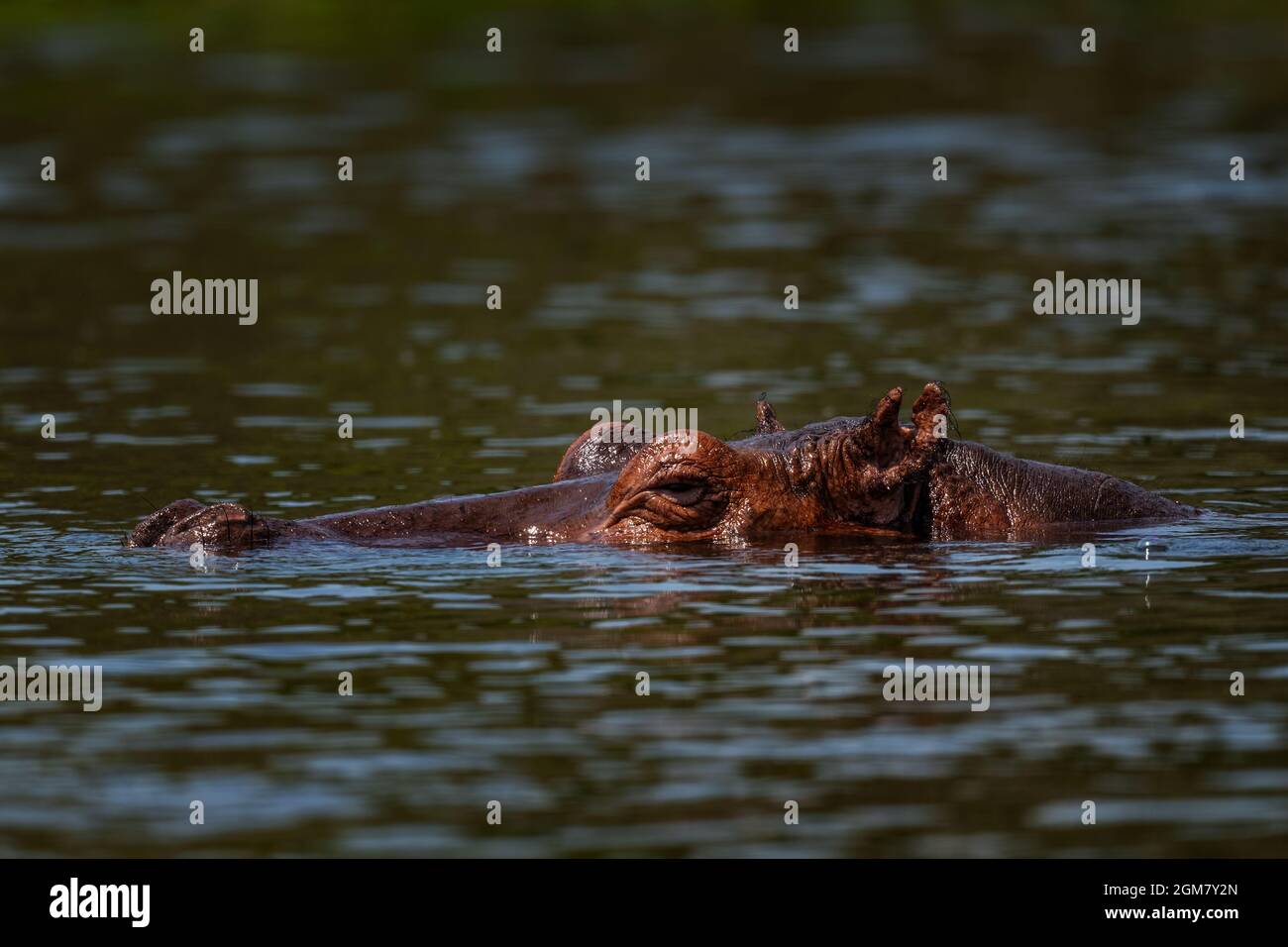 Hipopótamo - Hippopotamus amphibius, mamífero grande popular de ríos y lagos africanos, cataratas de Murchison, Uganda. Foto de stock