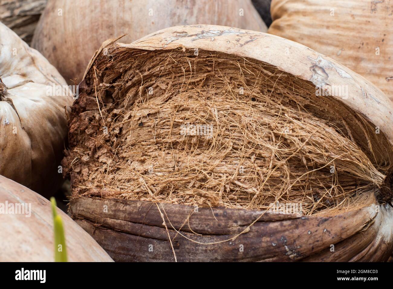 El perfume del coco está cortando con el pelo de la cáscara del coco Fotografía de stock Alamy El perfume del coco está cortando con el pelo de la cáscara del coco Fotografía de stock Alamy