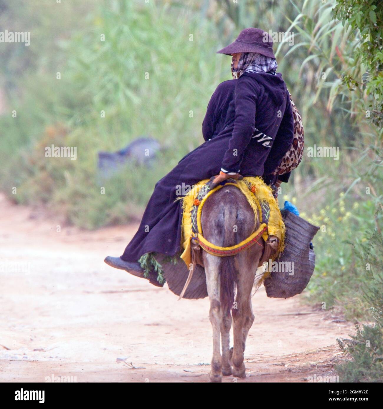 Dirigiéndose a casa, una mujer campesina montando sobre un burro, cerca de Agadir, Marruecos. Foto de stock