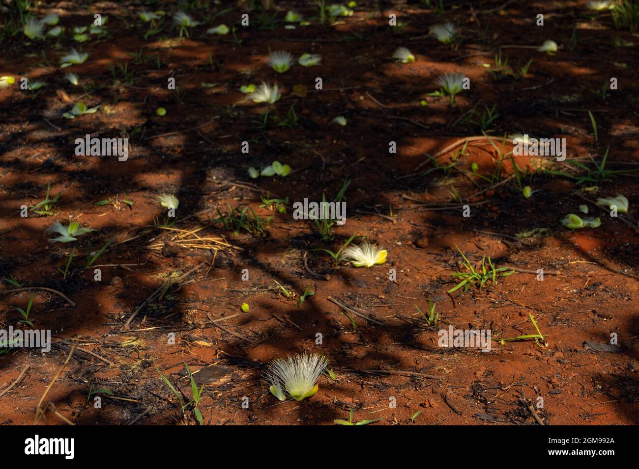 Flores de pequí en el suelo. Árbol típico del Cerrado de Goiás. (Caryocar brasiliense). Foto de stock