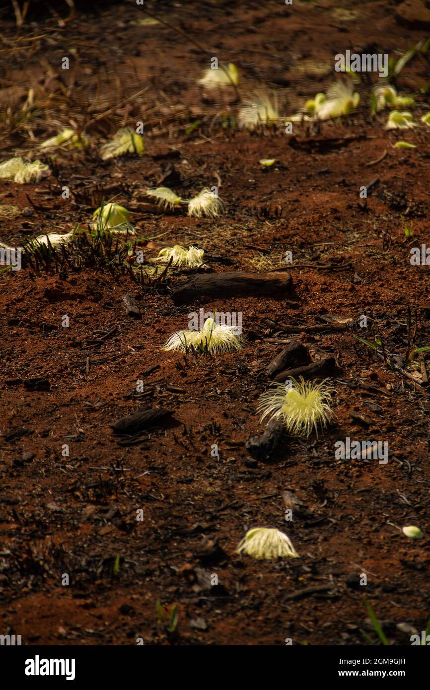 Flores de pequí en el suelo. Árbol típico del Cerrado de Goiás. (Caryocar brasiliense). Foto de stock