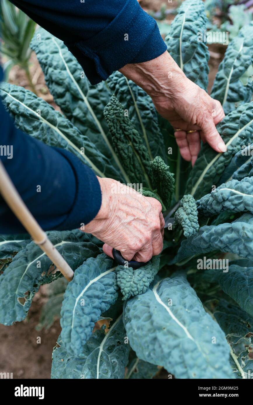 Jardinero cosechando hojas de col rizada de Nero di Toscana. Foto de stock