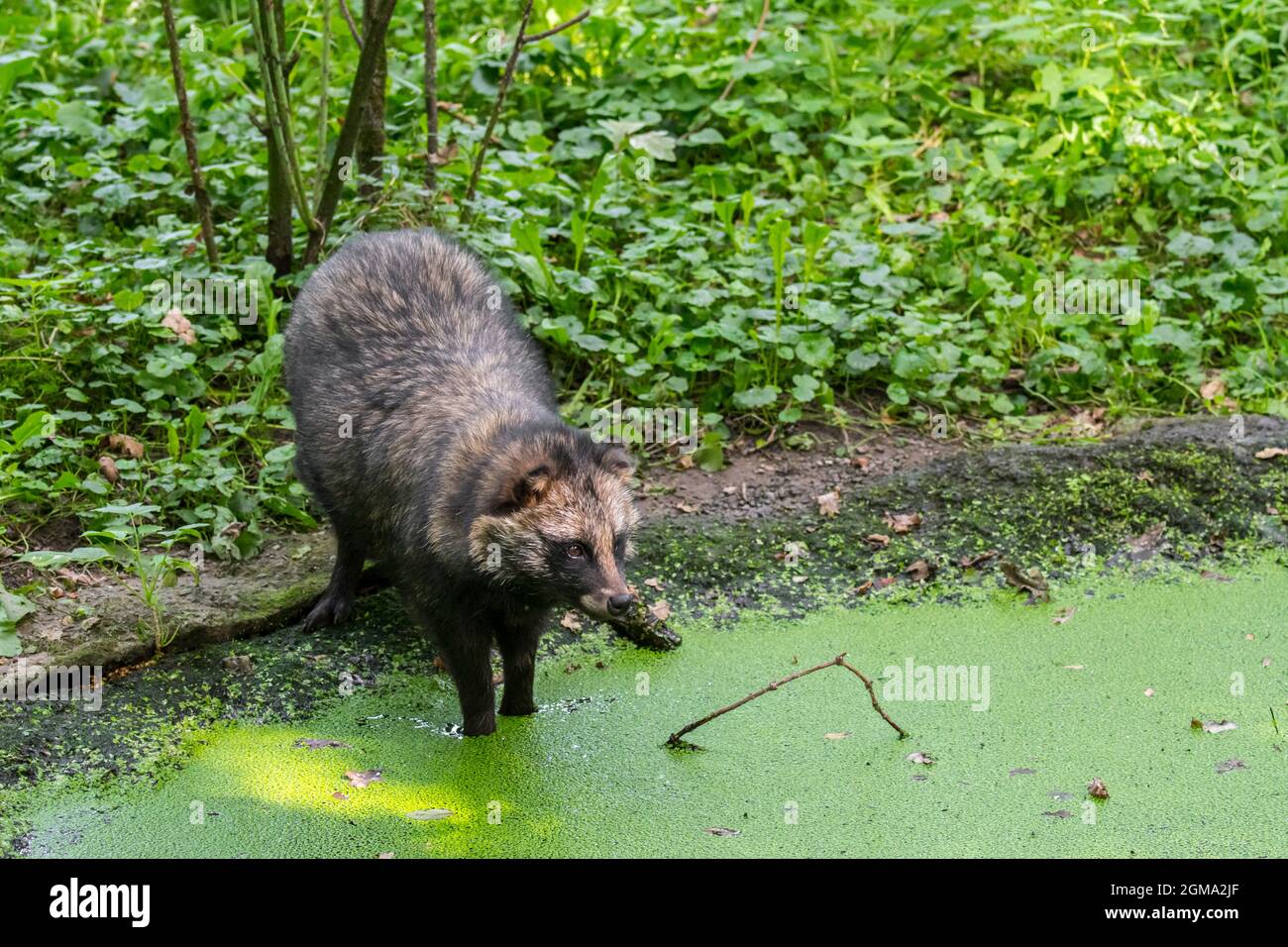 El perro mapache (Nyctereutes procyonoides), especie invasora peligrosa en Alemania, Bélgica y otros países europeos que beben agua del estanque en el bosque Foto de stock