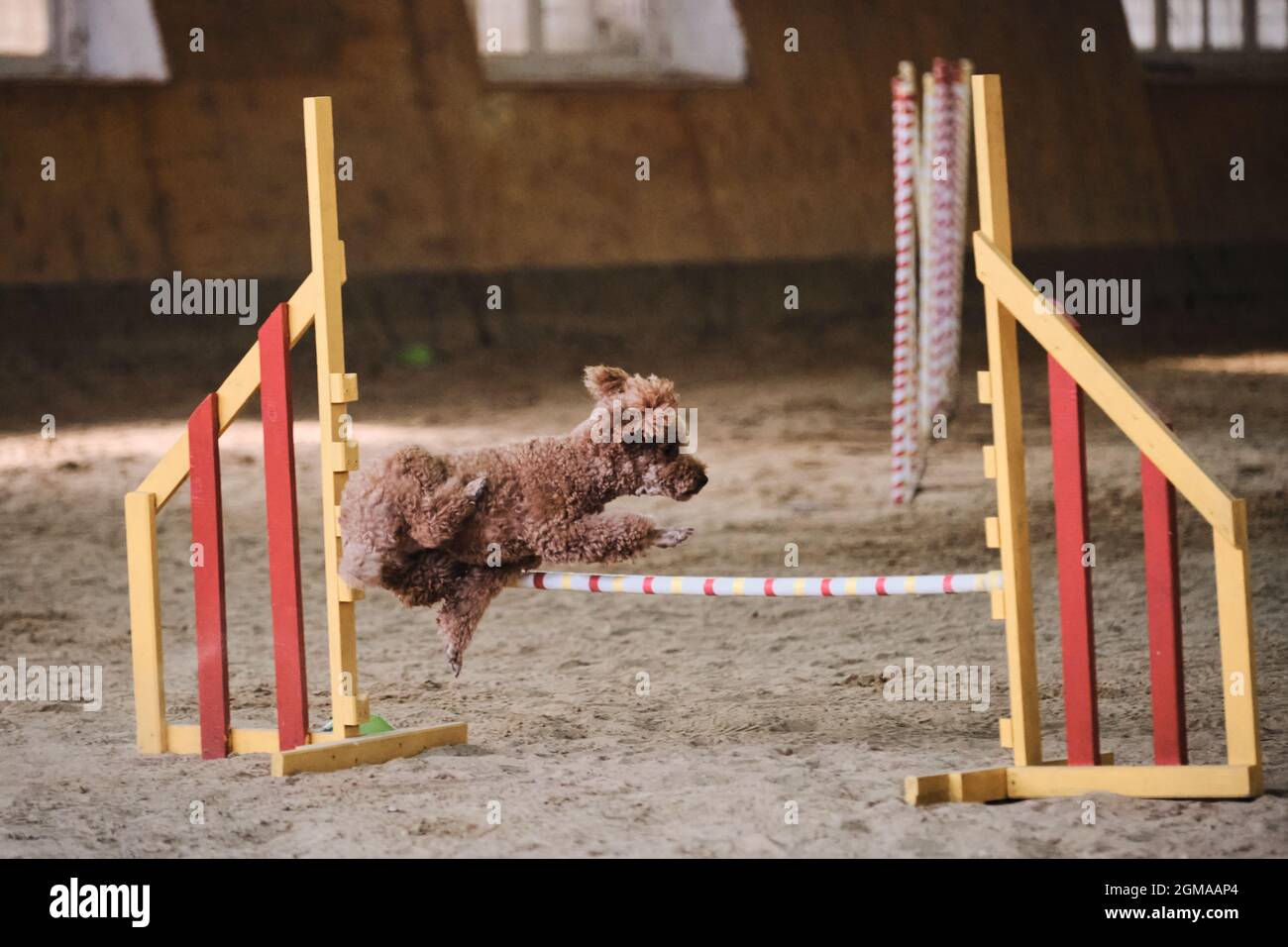 Velocidad y agilidad, deportes con perro. El tallarín de juguete en  miniatura de color rojo corre rápido y salta a lo alto en las competiciones  de agilidad. Uno de los Fotografía de