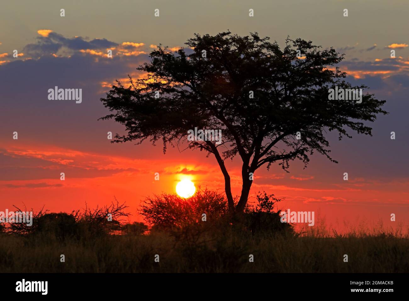 riesgo Política Natura Puesta de sol escénica de sabana africana con siluetas de árboles y cielo  rojo, Sudáfrica Fotografía de stock - Alamy