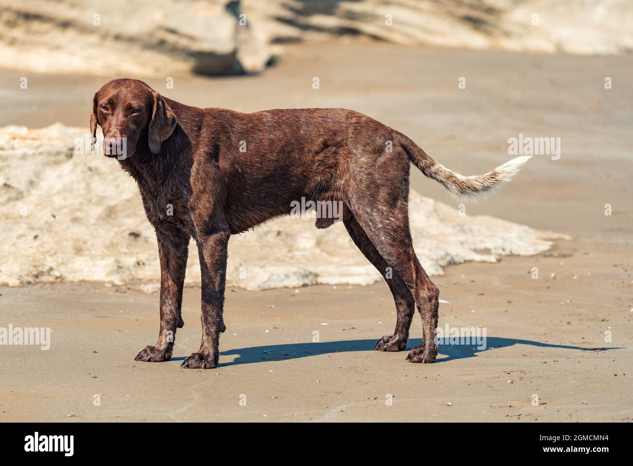Hermoso perro Vizsla en la naturaleza Foto de stock