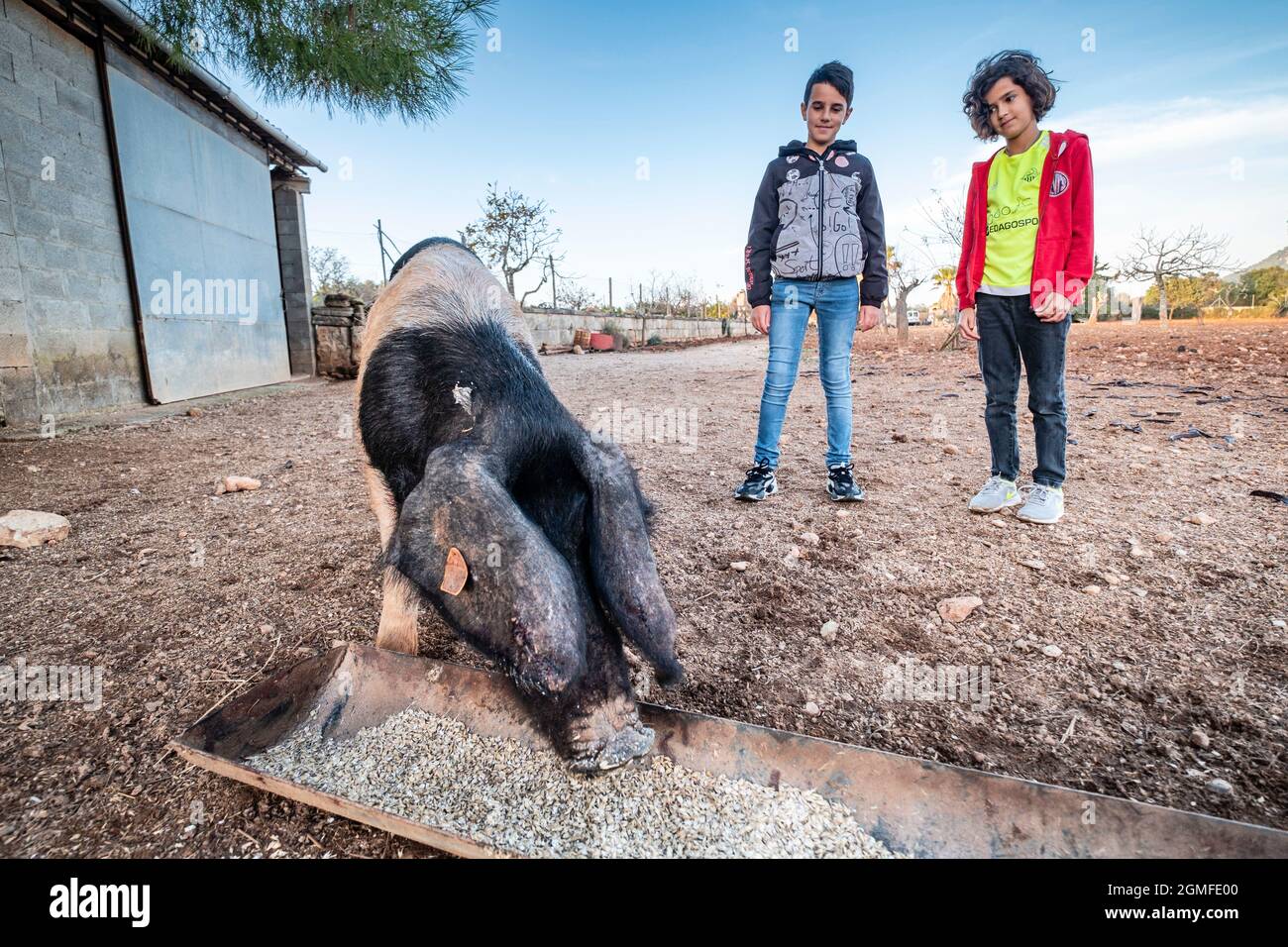 Raza porcina de mallorca fotografías e imágenes de alta resolución - Alamy