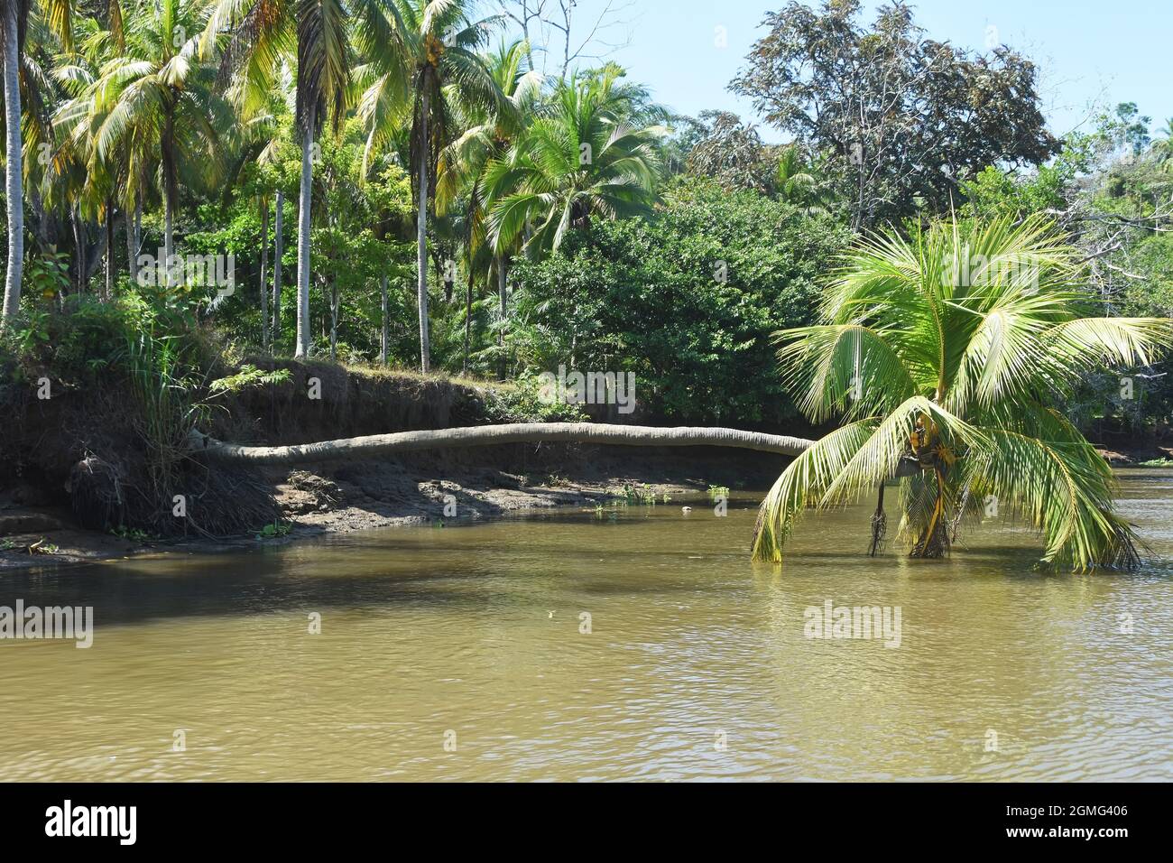 Palmera sobre el río, Costa Rica Foto de stock