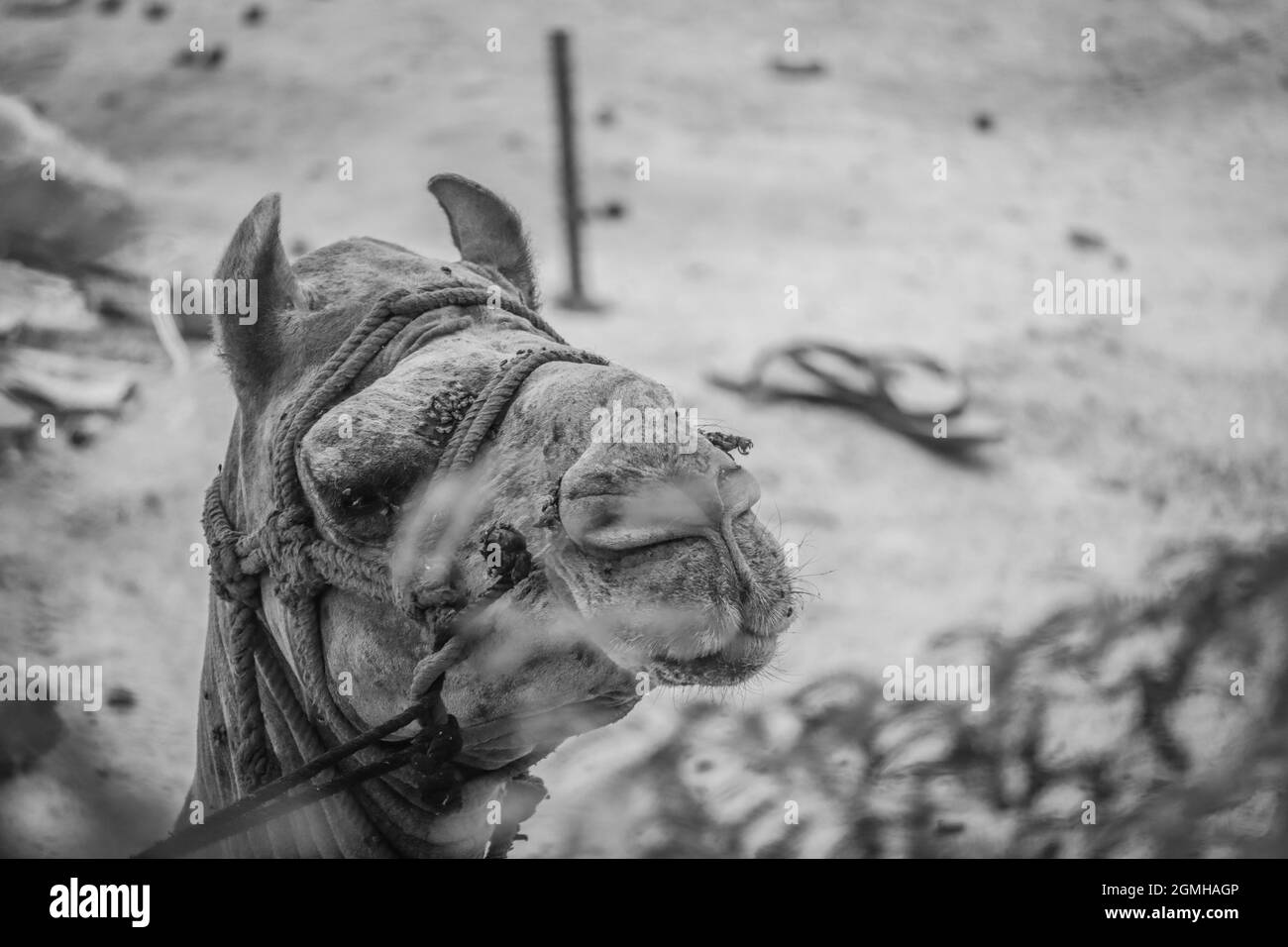 Camello en Rajasthan Foto de stock