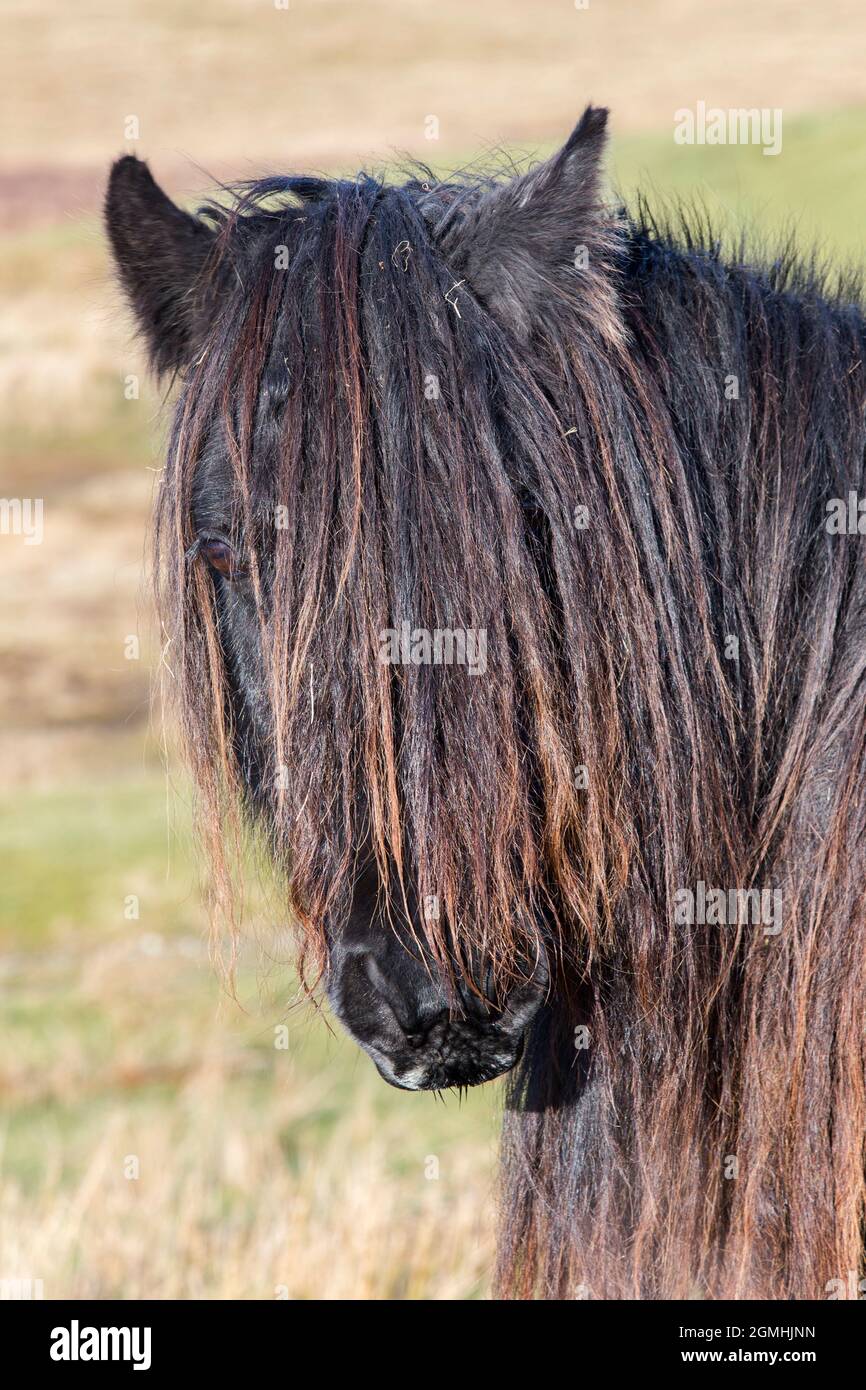 Fell pony society fotografías e imágenes de alta resolución - Alamy