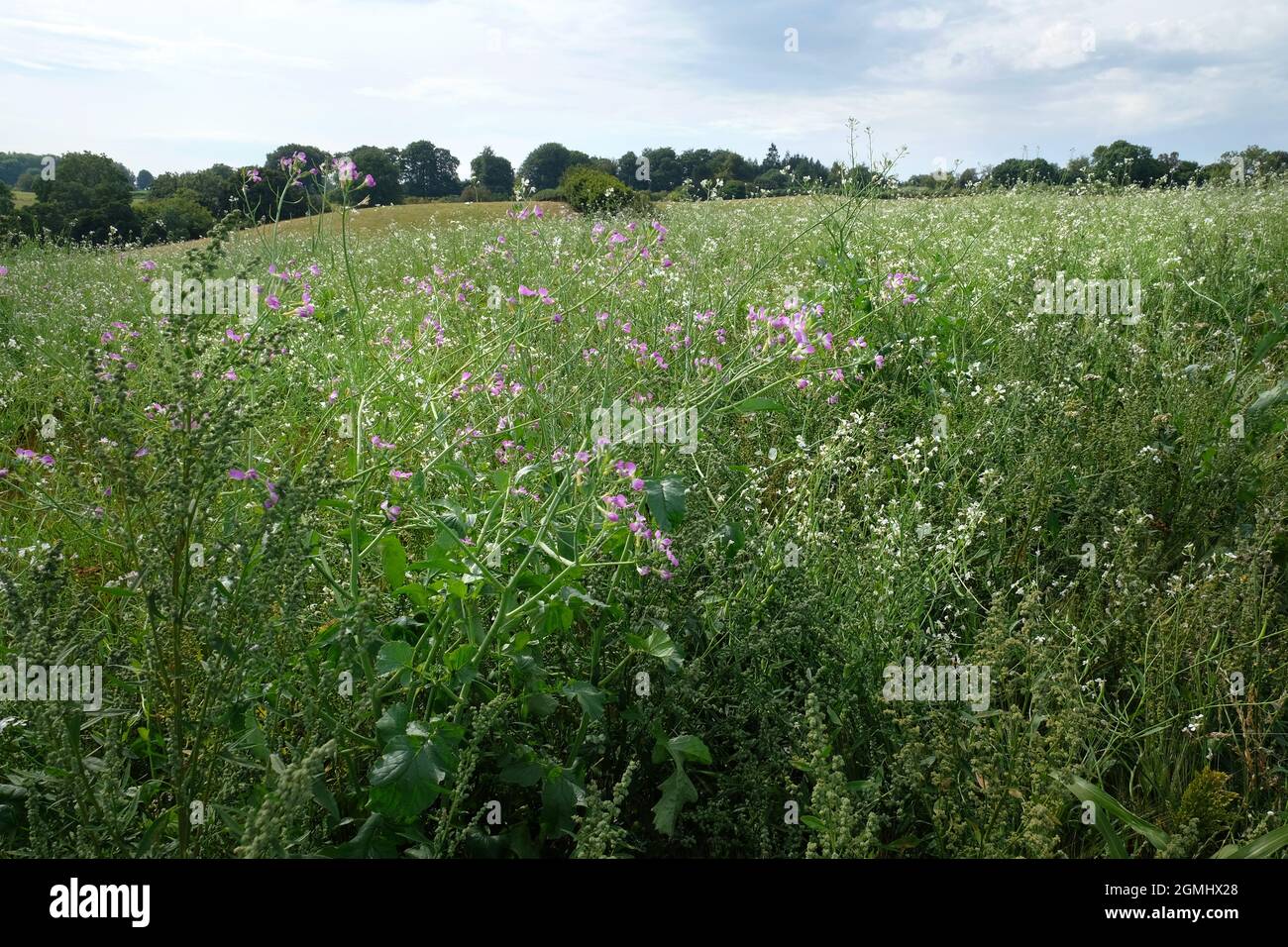 Prado de flores silvestres en la granja en Herefordshire, Inglaterra. Las semillas de flores silvestres se han sembrado en un campo junto a pastos de pastoreo Foto de stock