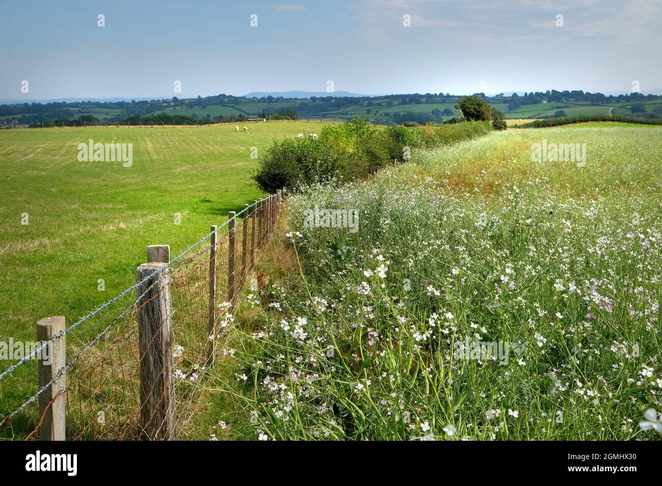 Prado de flores silvestres en la granja en Herefordshire, Inglaterra. Las semillas de flores silvestres se han sembrado en un campo junto a pastos de pastoreo Foto de stock