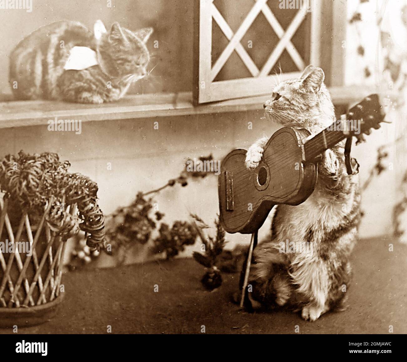 Gatos antropomorfos, época victoriana Fotografía de stock - Alamy