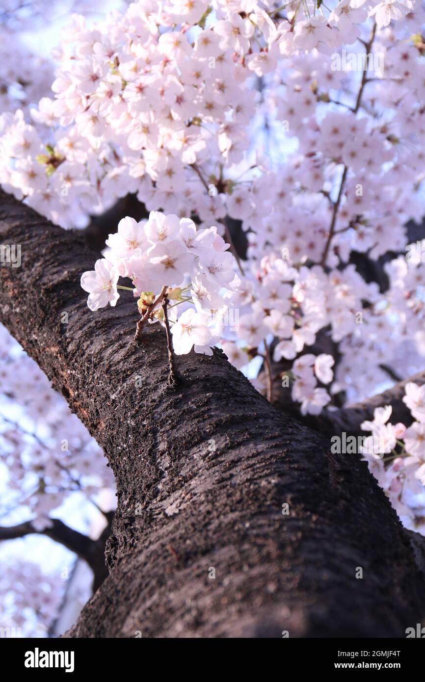 sakura flor corea del sur Foto de stock