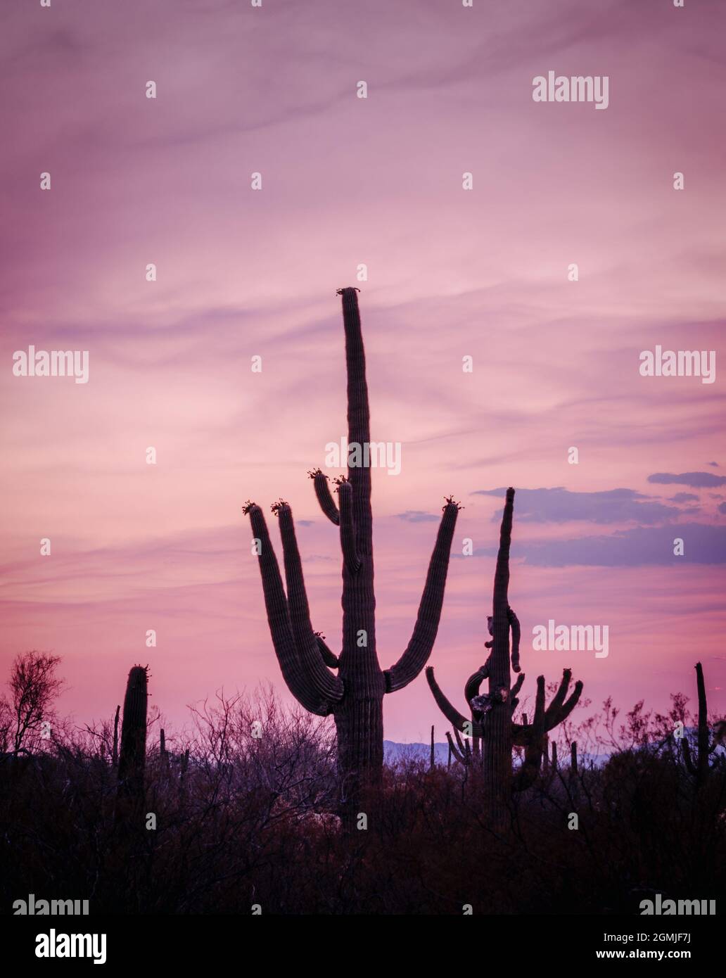 Cactus de silueta Saguaro en el desierto de Sonora, Arizona, con cielo púrpura al atardecer Foto de stock