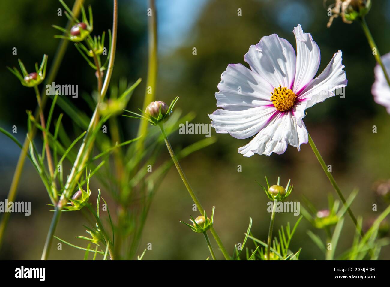 Planta con sépalos pero sin pétalos fotografías e imágenes de alta resolución - Alamy Planta con sépalos pero sin pétalos fotografías e imágenes de alta resolución - Alamy