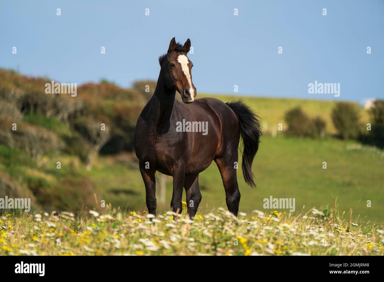 Macho semental fotografías e imágenes de alta resolución - Alamy