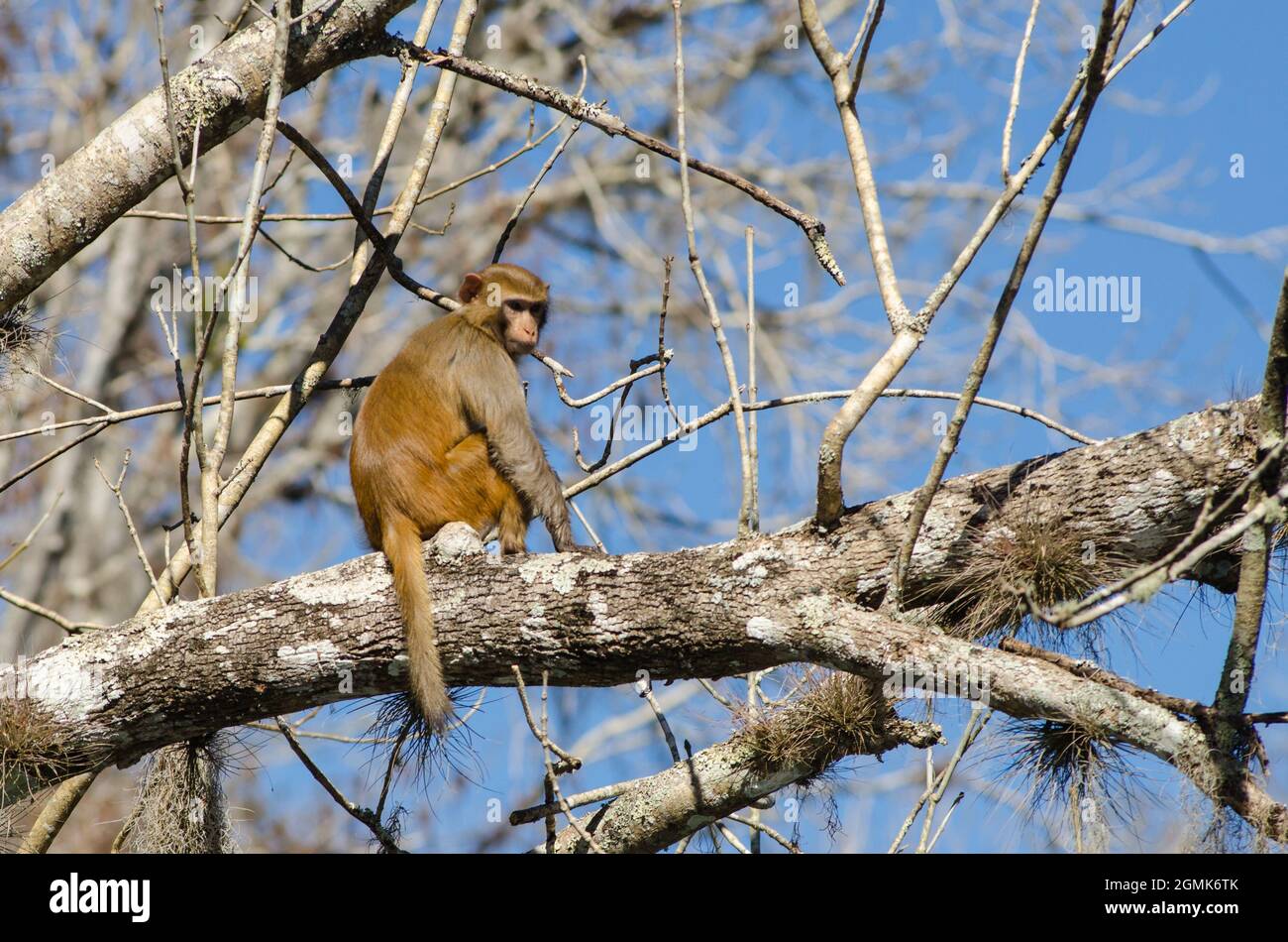 Un mono de macacos rhesus se sienta en un miembro del árbol en Silver Springs State Park, Florida, Estados Unidos Foto de stock