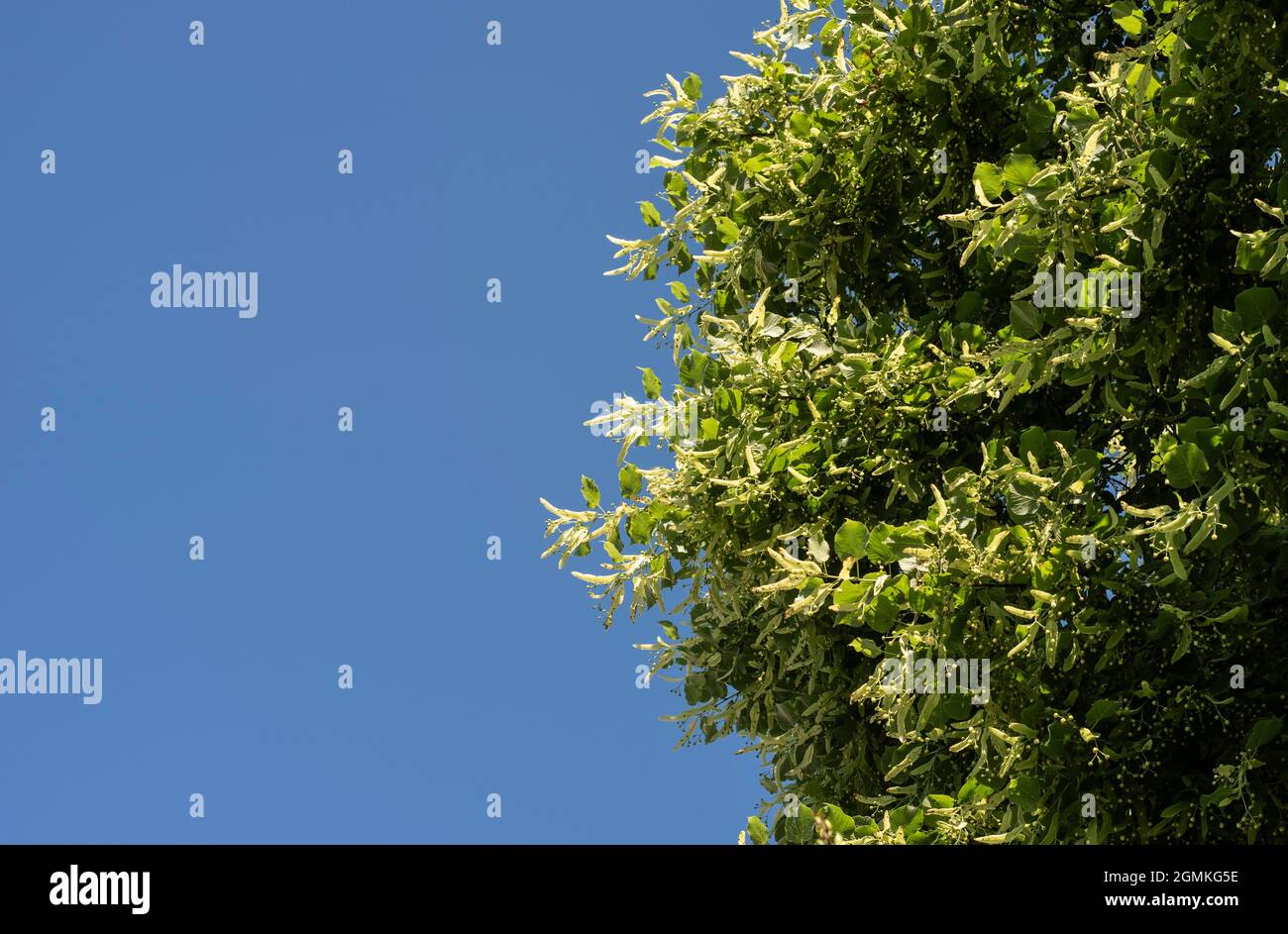 ramas de un limo con flores y frutas en un día soleado con cielo azul claro Foto de stock