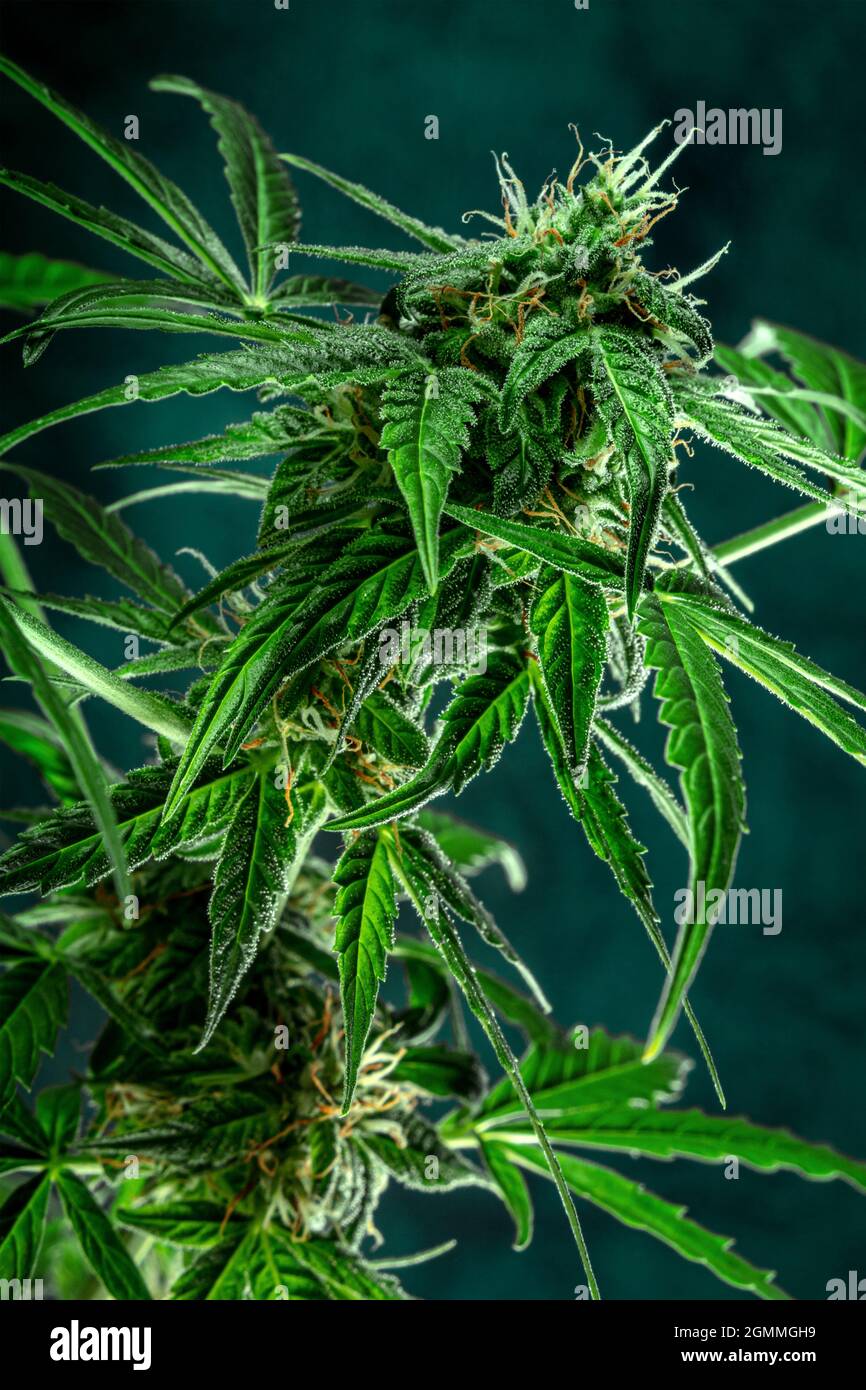 Planta de marihuana, casi lista para la cosecha, sobre un fondo oscuro. Flores de cannabis con estigmas amarillos y hojas verdes. Cultivo de cannabis Foto de stock