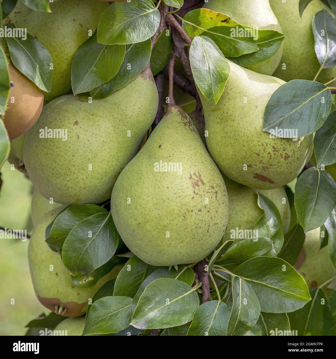 Pera común (Pyrus communis 'Six' Butterbirne', Pyrus communis Six' Butterbirne), pera en un árbol, cultivar Six' Butterbirne Foto de stock