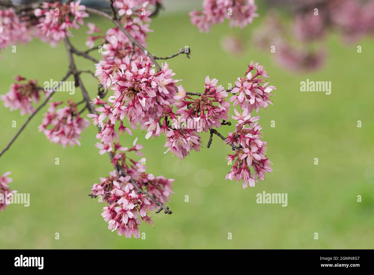 Cerezo de otoño, Cerezo de invierno (Prunus subhirtella 'Okame', Prunus subhirtella Okame), flores de cultivar Okame Foto de stock