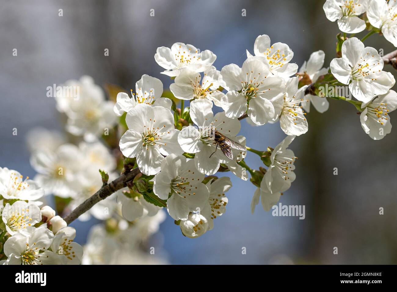 Cereza enana, cereza morello, cereza agria (Prunus cerasus), ramita floreciente, Alemania Foto de stock