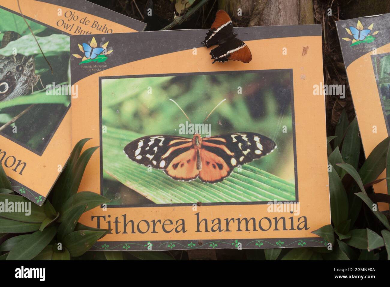 La mariposa de la página con punta de Rusty (Siproeta epaphus) está en la tabla de información equivocada en Mariposario (la Casa de las Mariposas) en Mindo, Ecuador Foto de stock