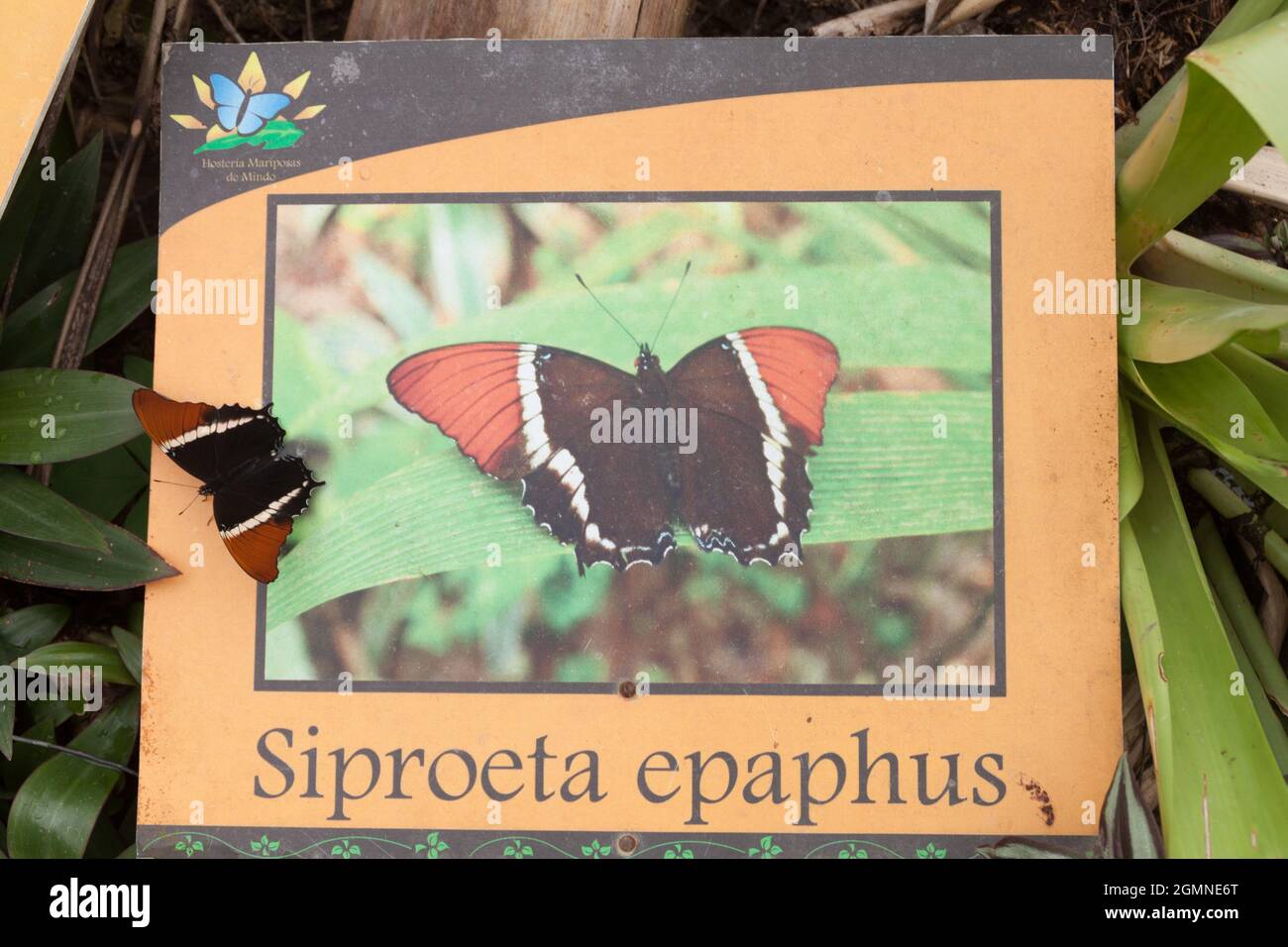 La mariposa de la página con punta de Rusty (Siproeta epaphus) está en su propia tabla de información en Mariposario (la Casa de las Mariposas) en Mindo, Ecuador Foto de stock