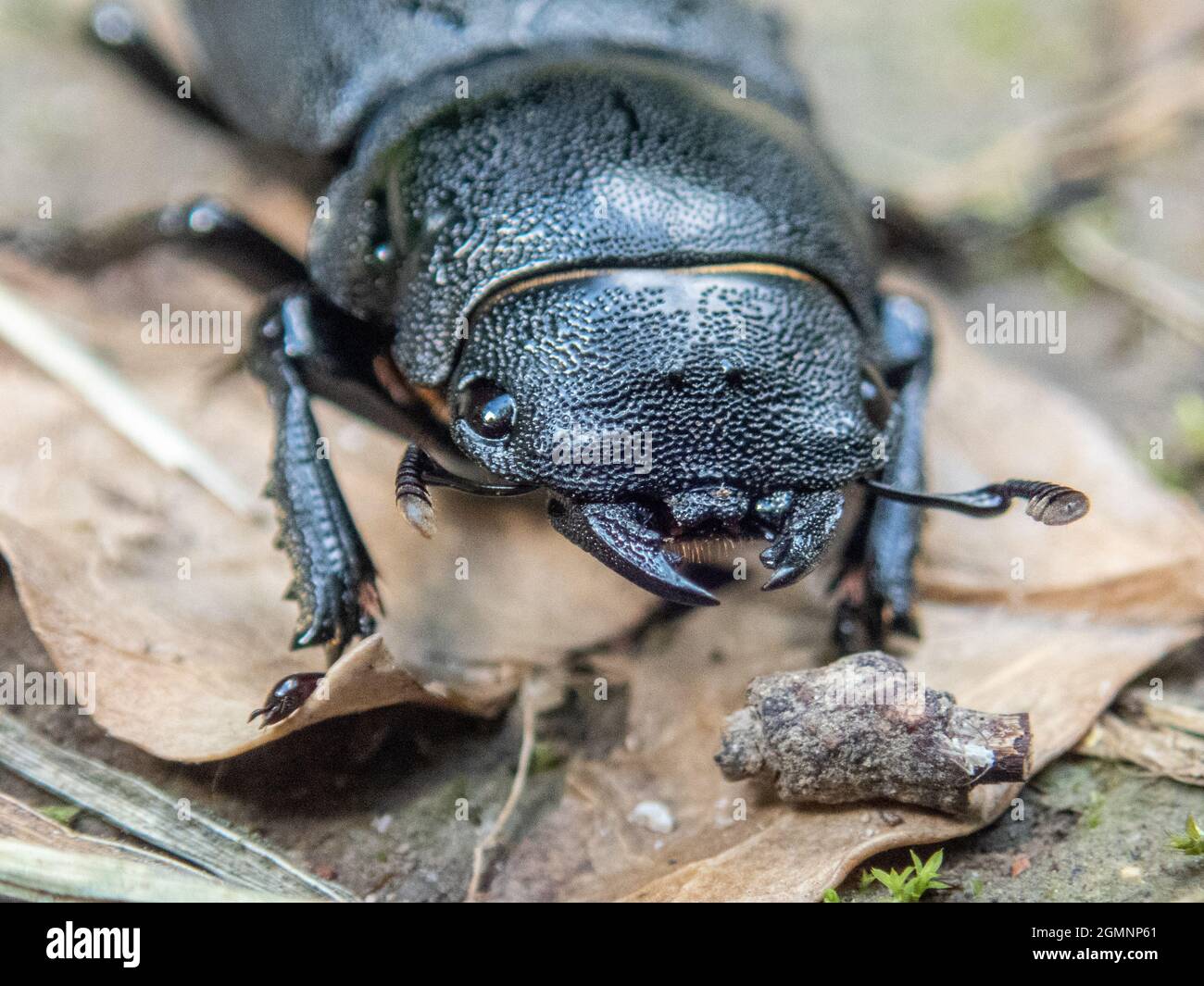 Menor Stag Beetle, Dorcus paralelipipedus, escarabajo negro que prolaba sobre las hojas. Wield, Hampshire, Reino Unido Foto de stock