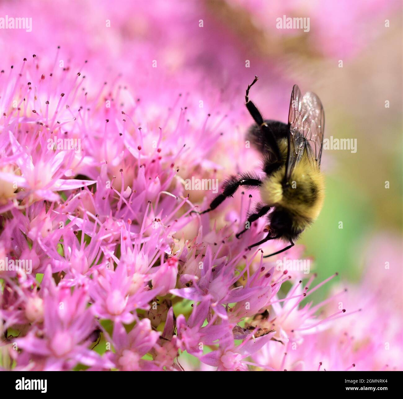 Macro Imagen de un abejorro común oriental en busca de néctar en una planta de piedra de mariposa. Foto de stock