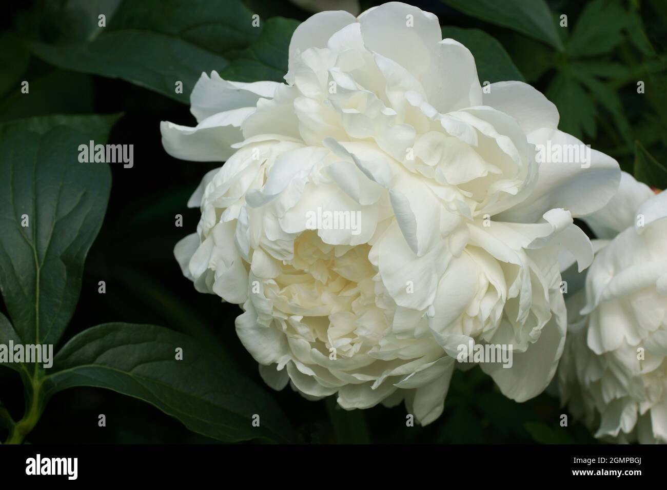 Peony Corinne Wersan. Doble flor blanca de peonías. Paeonia lactiflora (peonía china o peonía común de jardín). Una flor. Foto de stock